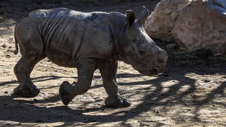 Nace en un zoológico chileno la tercera cría de rinoceronte blanco de Suramérica. Foto: EFE.