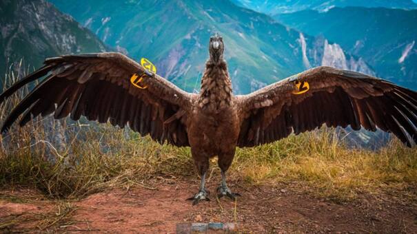 Una segunda oportunidad: liberan a un cóndor en los Andes peruanos tras ser encontrado intoxicado