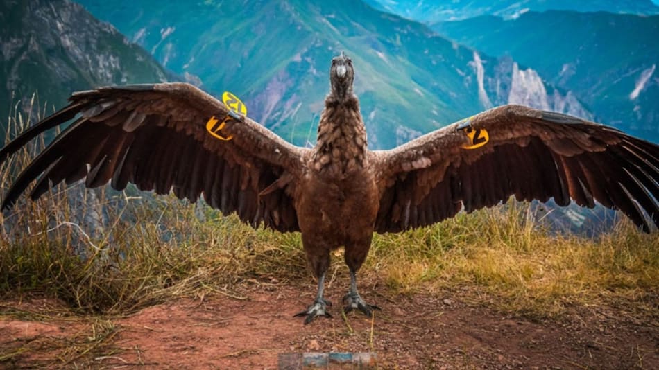 Retorna a naturaleza fr cóndor andino. Foto: andina.pe