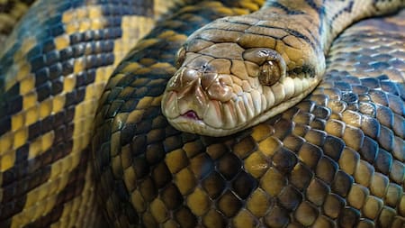 El peor miedo se hizo realidad: una serpiente gigantesca invadió Estados Unidos, ¿cómo lograron detener la plaga?
