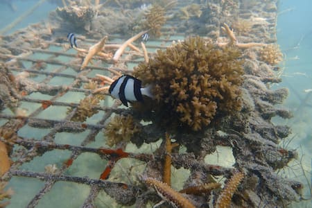 Los océanos están sufriendo un blanqueo masivo de los corales. Foto EFE.