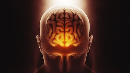 Cerebro. Foto: Freepik.