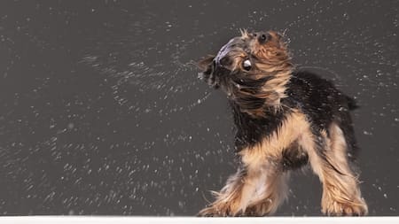 Este fenómeno está motivado por un reflejo instintivo y no se limita a la simple expulsión de agua de la piel. Foto: Freepik.