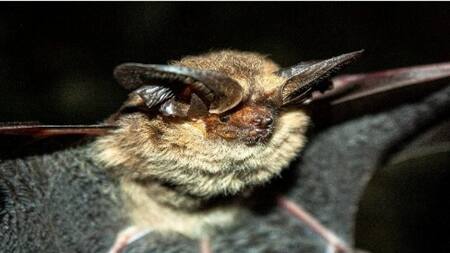 Nueva especie de murielago colombiano. Foto: X/ @webnotitarde