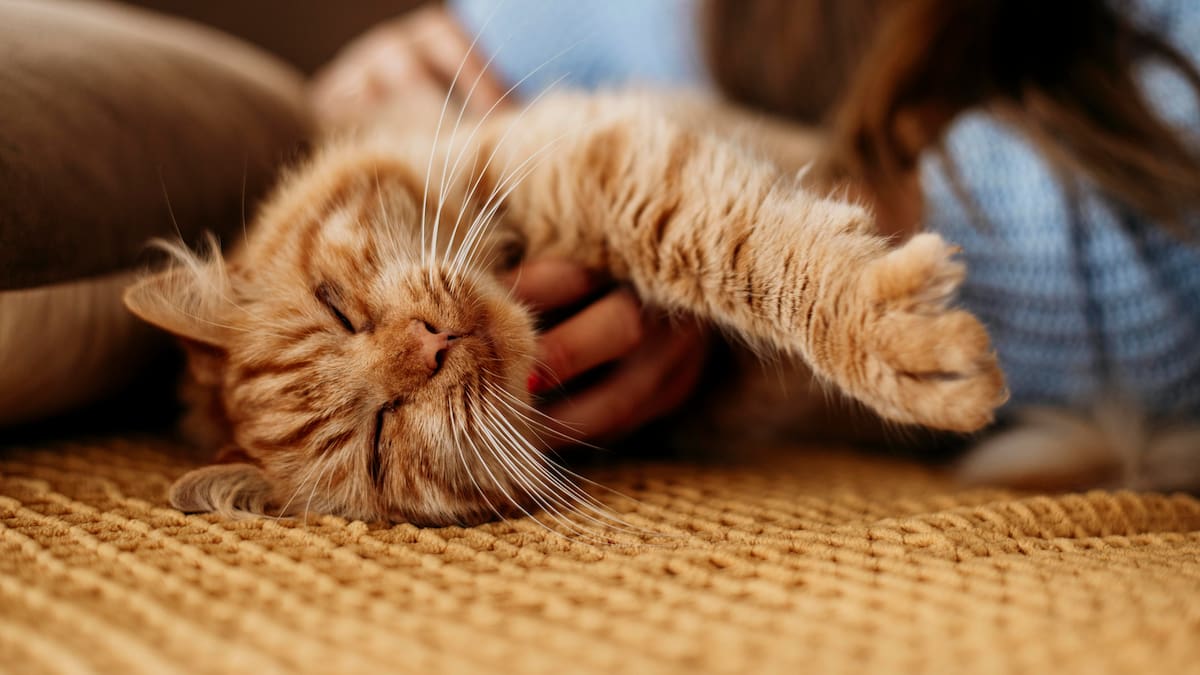 Comportamiento felino: ¿qué significa que un gato se estire sobre su dueño ?
