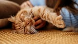 Cuidar la salud de tu gato: los 5 puntos claves para una revisión rápida y casera