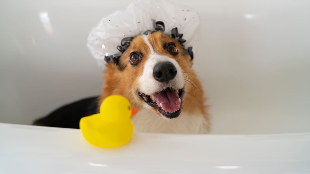 Cada cuánto hay que bañar a un perro.