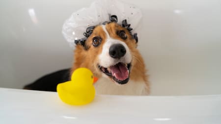 Cada cuánto hay que bañar a un perro.