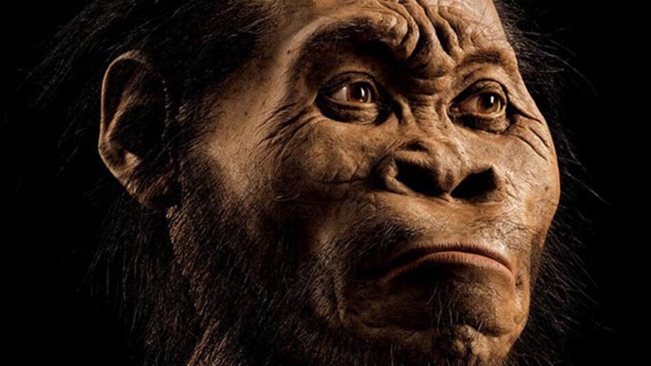 Homo nadeli