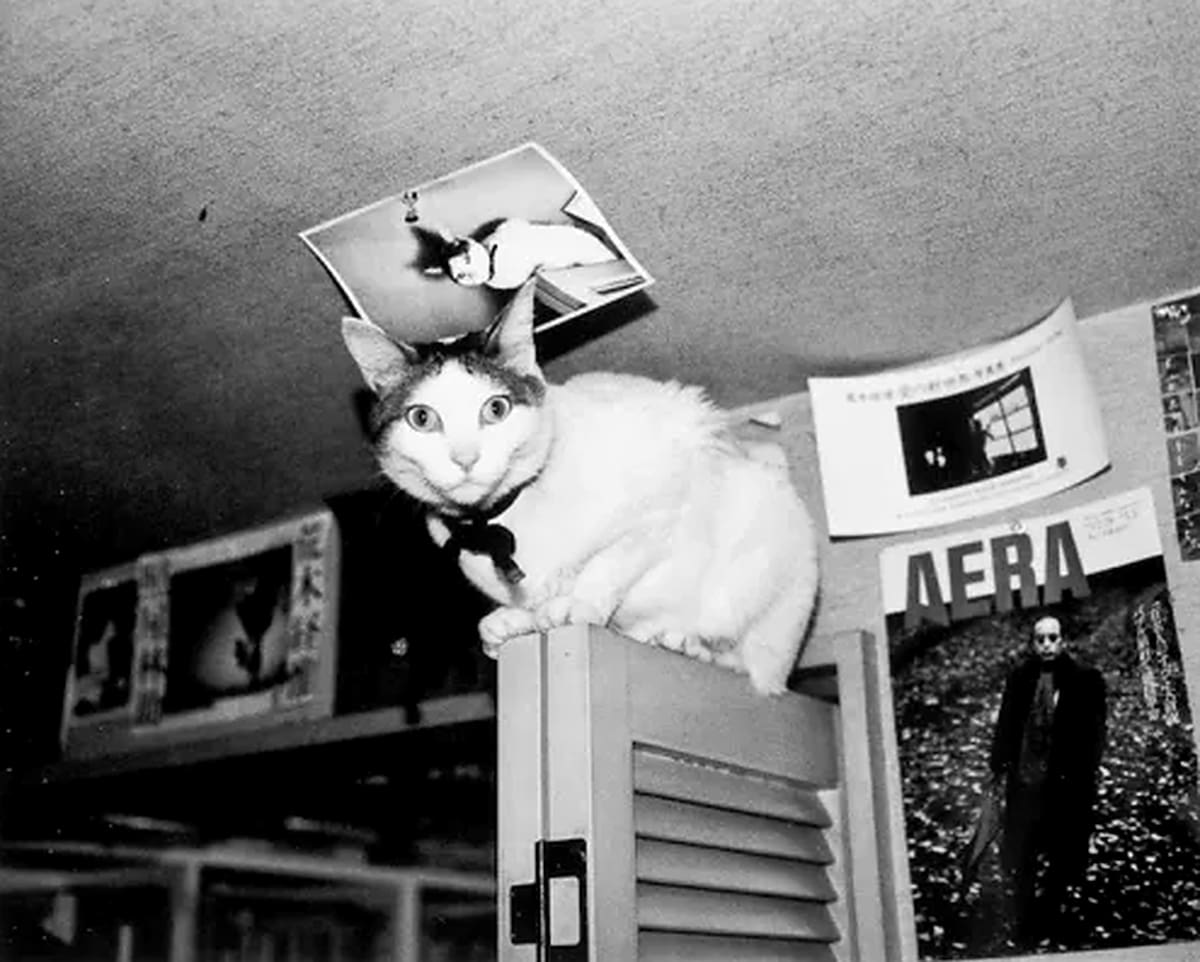 El fotógrafo japonés Nobuyoshi Araki retrató durante 22 años a Chiro, la gata que llegó a su hogar por iniciativa de su esposa Yoko. Tras perder a ambas, encontró en las fotografías una manera de conservar sus recuerdos.