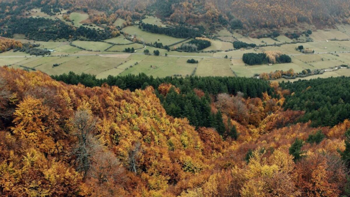 Bosques. Foto: EFE.