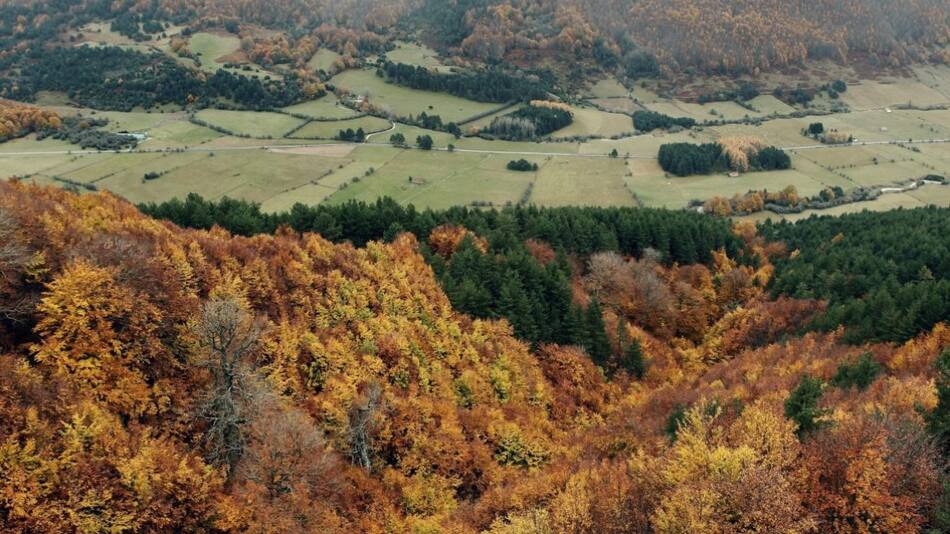 Bosques. Foto: EFE.