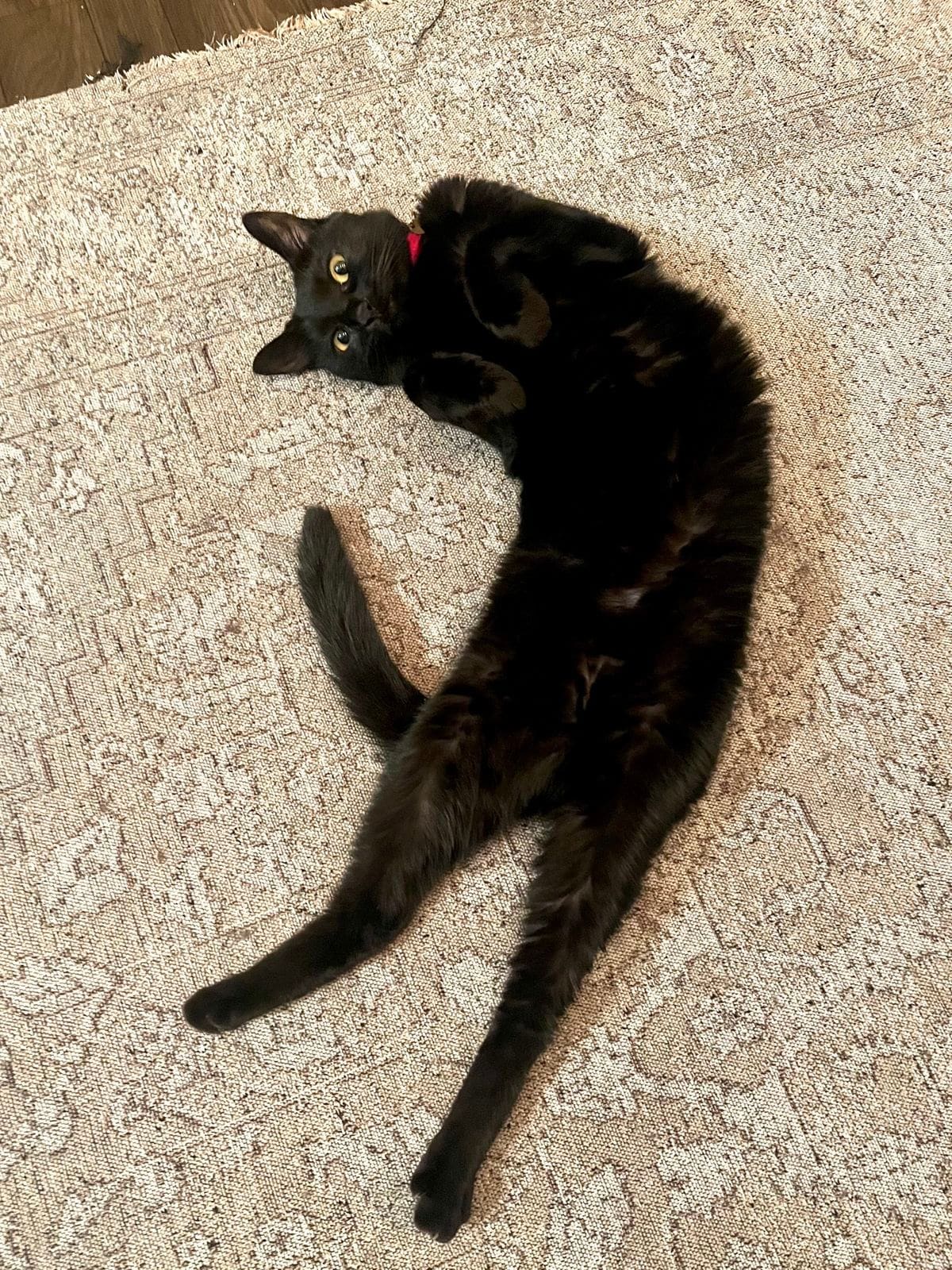 Las protectoras de animales piden cuidar a los gatos negros en vísperas de Halloween