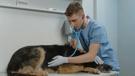 Cómo hacer RCP en perros, según veterinarios.