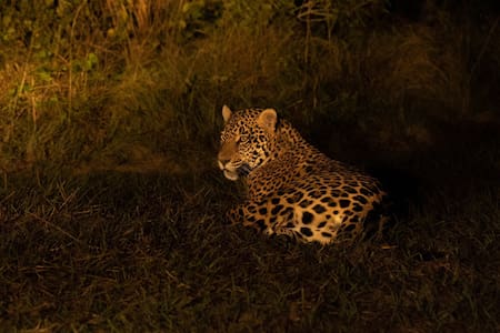 Yaguareté. Foto: X/@RewildingArg