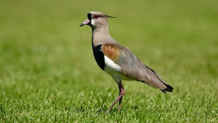 Vanellus chilensis, llamado comúnmente tero. Foto: Unsplash.