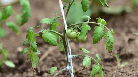 Regar las plantas de tomate con leche vencida: cuáles son sus beneficios reales para mejorar la cosecha