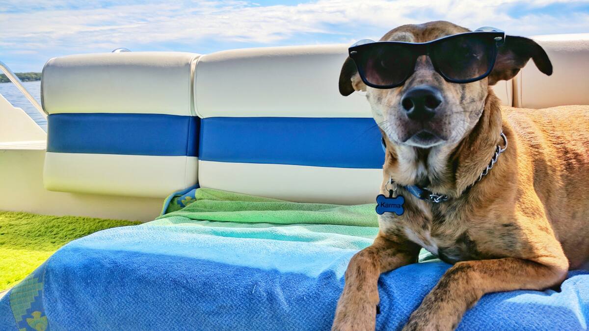 Perros. Foto: Unsplash