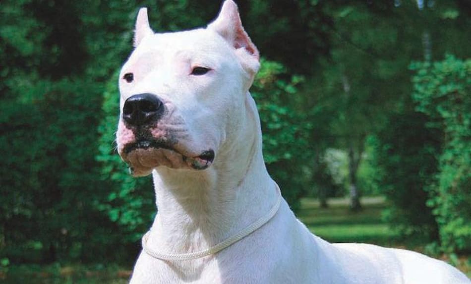 Raza de perros - bozal en Buenos Aires
