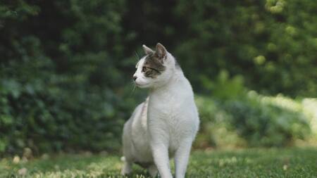Cuál es el mejor nombre para los gatos.