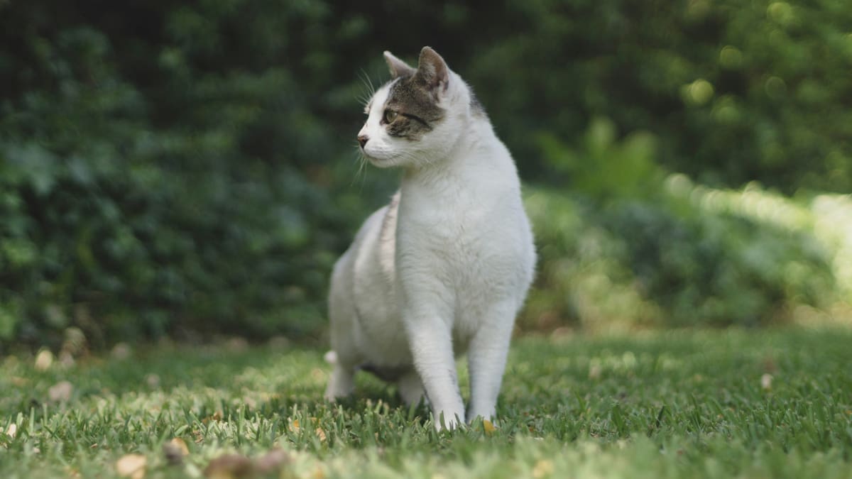 Gato. Foto: Unsplash.
