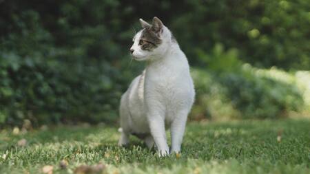 Gato. Foto: Unsplash.