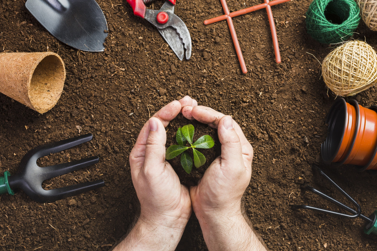 Trucos caseros para mantener las plantas. Foto: Freepik.