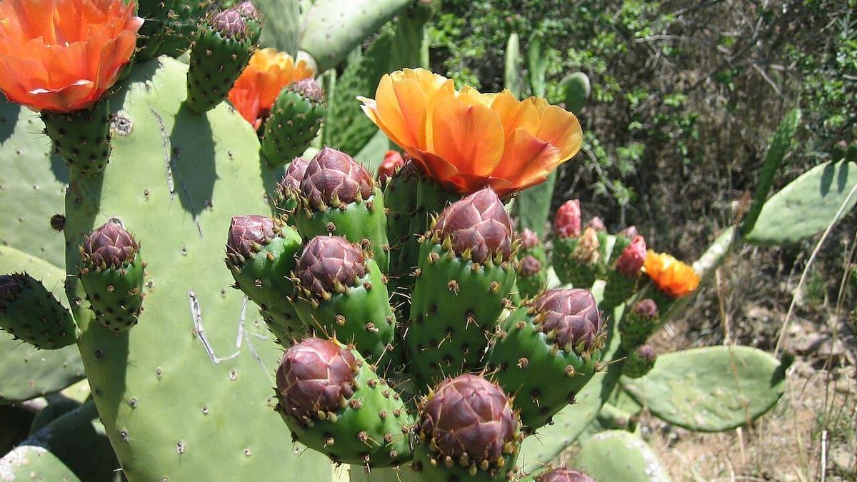 Guía rápida y sencilla del cactus nopal: cómo cuidarla para lograr una planta repleta de flores
