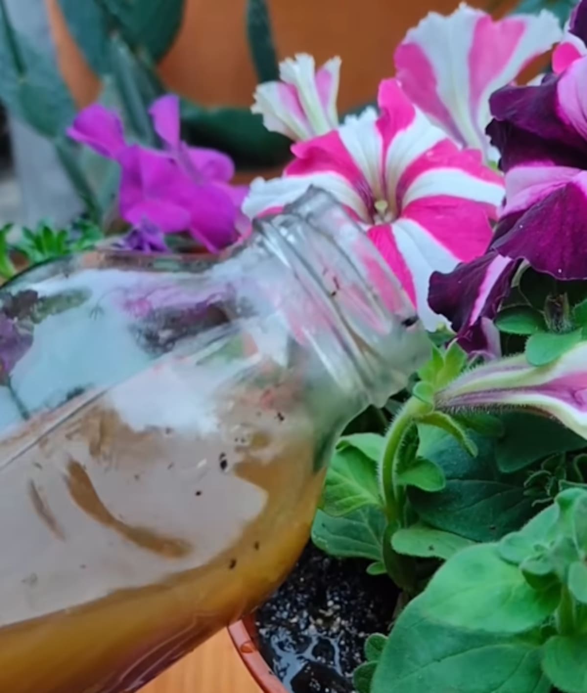 Saadia Borrajo da tips naturales para ahuyentar insectos de las plantas