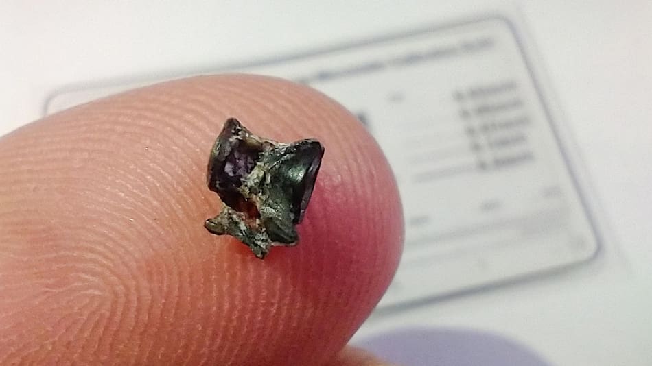 Hallan una vértebra fosilizada de un pez 'anguila' en San Pedro. Fuente: EFE