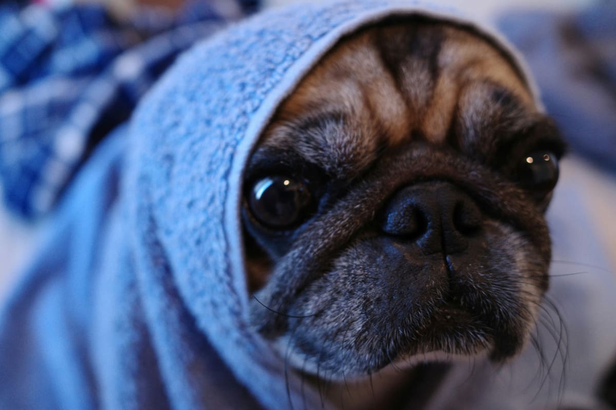 Perro. Fuente: Unsplash