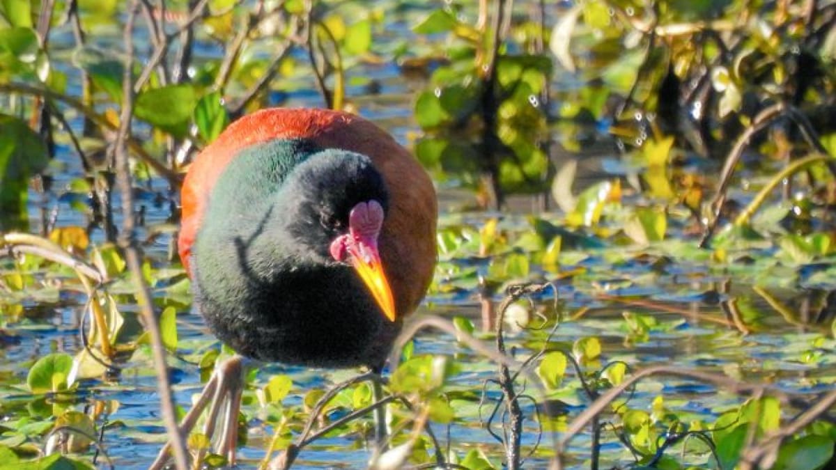 Jacana: un ave que cautiva con sus colores vibrantes, pero intriga con su comportamiento reproductivo único