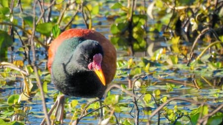 Jacana, ave. Foto X @ClauLocura