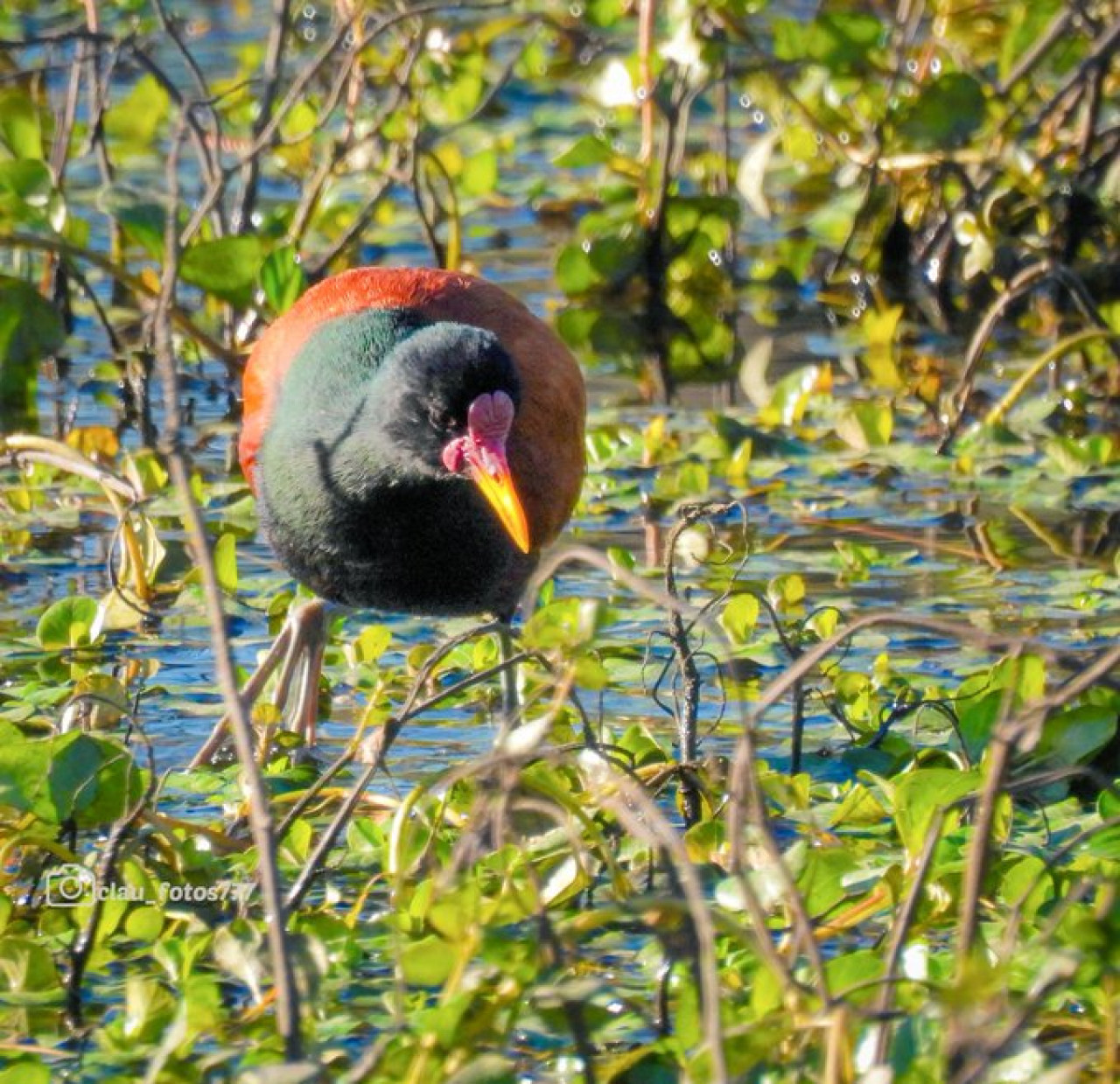 Jacana, ave. Foto X @ClauLocura
