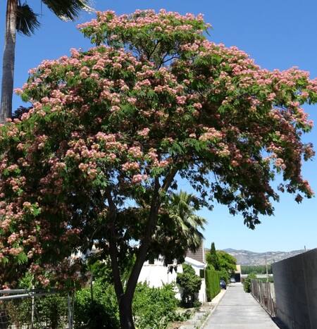 Árbol de seda. Fuente: X @Pacopelegrina2