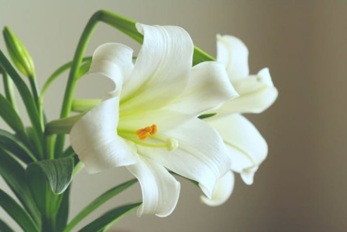 Flores ideales para espacios interiores
