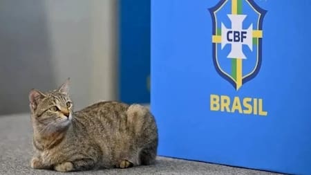 Brasil no levanta cabeza: la maldición del gato que sigue persiguiendo a la Selección