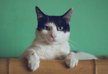 Gatos. Foto Unsplash.