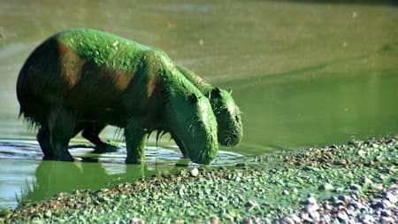 Carpinchos verdes en la zona de Entre Ríos. Foto: X @EntreRiosAhora_
