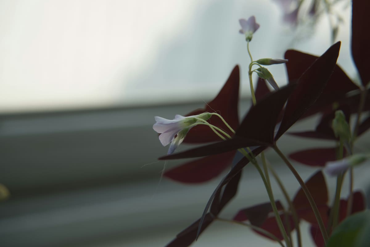Oxalis triangularis.