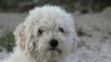 A 37 años de “la tragedia del caniche Cachy”, la mascota de la familia Montoya que mató a tres personas en Caballito