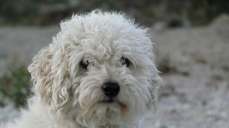 Un caniche toy provocó 3 muertes en Caballito en los años 80.