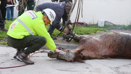 Yegua rescatada en Mar del Plata. Foto: NA.