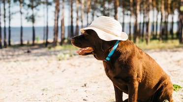 Perros y el verano: a qué temperatura comienzan a sentir el calor