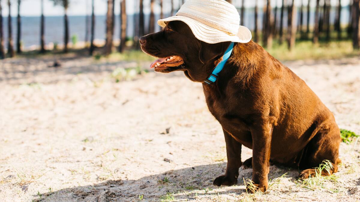 Golpe de calor en animales.