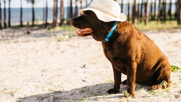 Golpe de calor en perros y gatos: cómo prevenirlo y qué síntomas aparecen