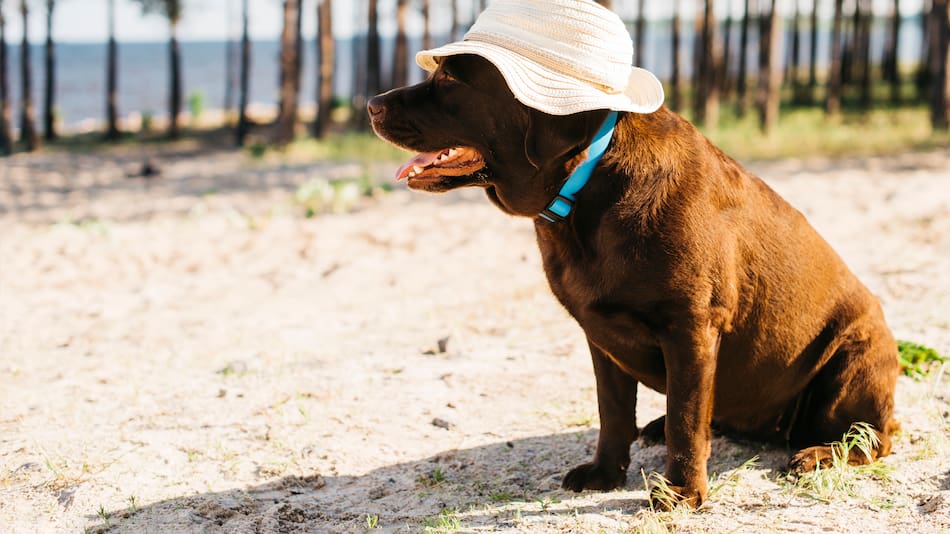 Golpe de calor en animales.