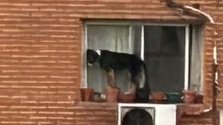 El perro pasó horas al borde de una ventana. Foto: X.