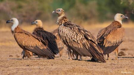 Buitres en India. Foto: EFE.