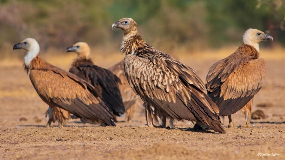 Buitres en India. Foto: EFE.